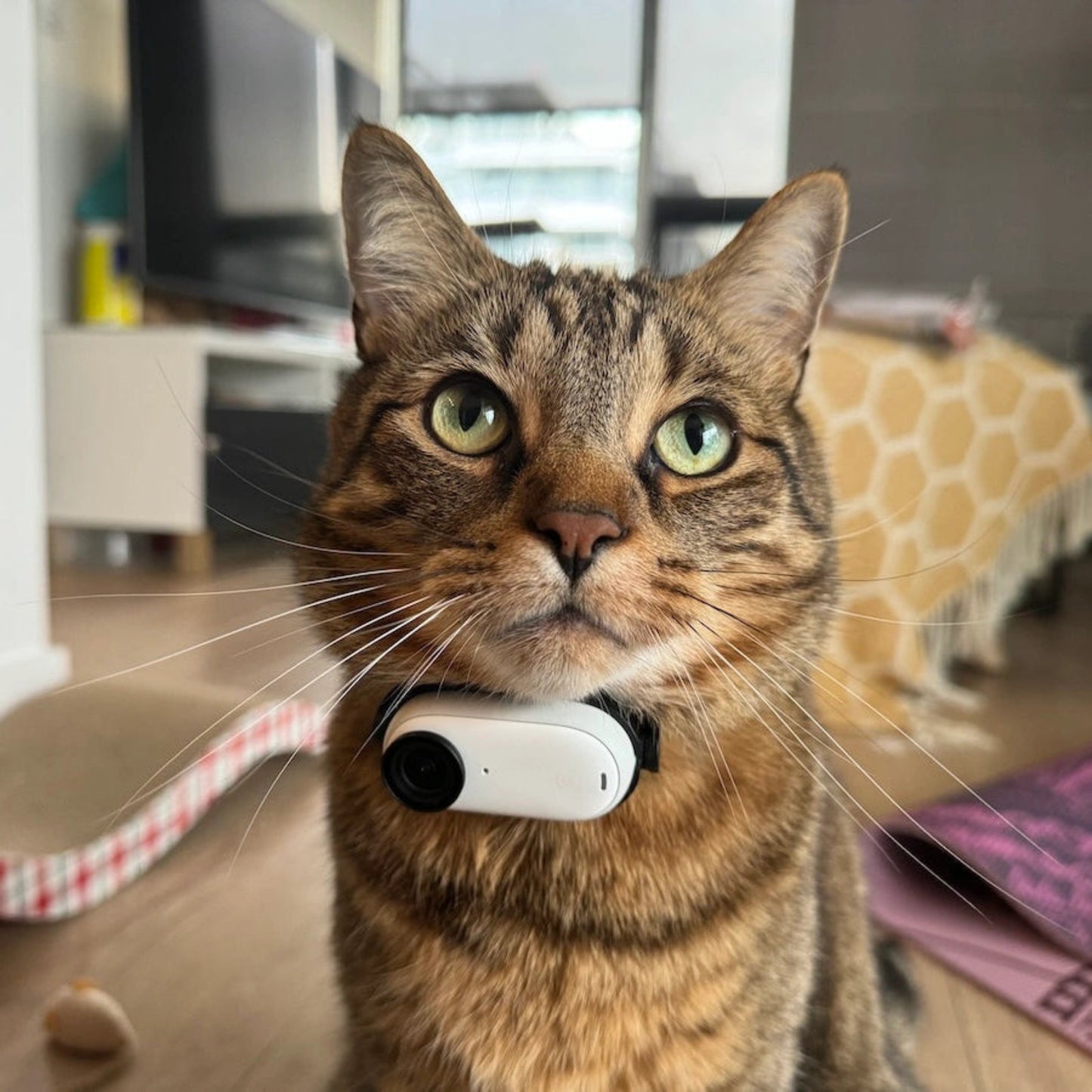 The Original Cat Cam™